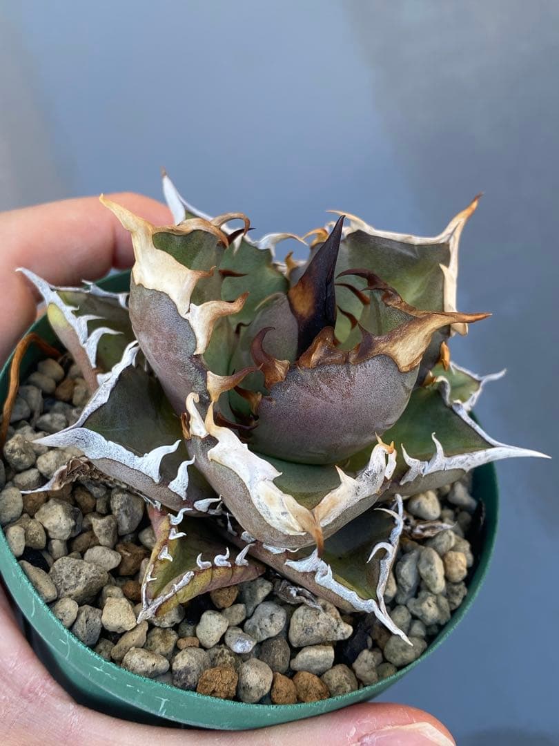 アガベ オテロイ 実生 74