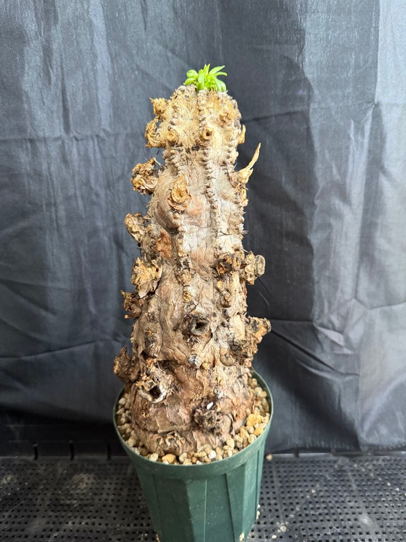 特大　ユーフォルビア　ムランジーナ