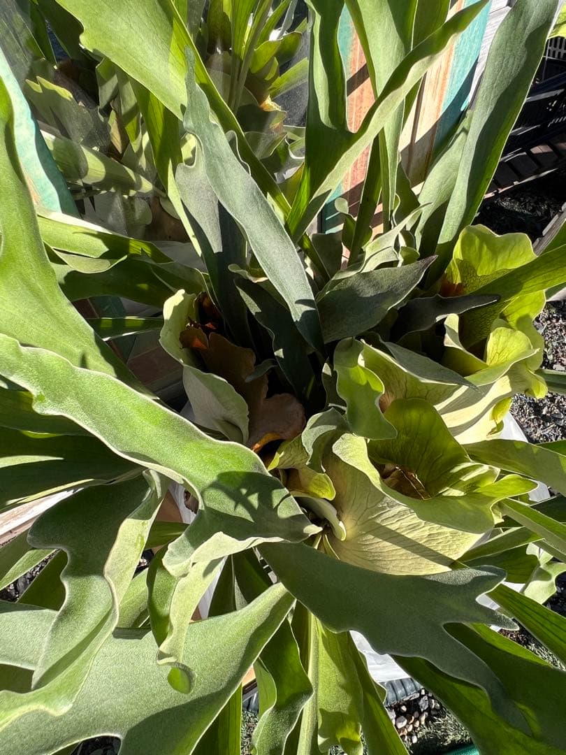 特大size 【ビカクシダ ネザーランド】 現物発送