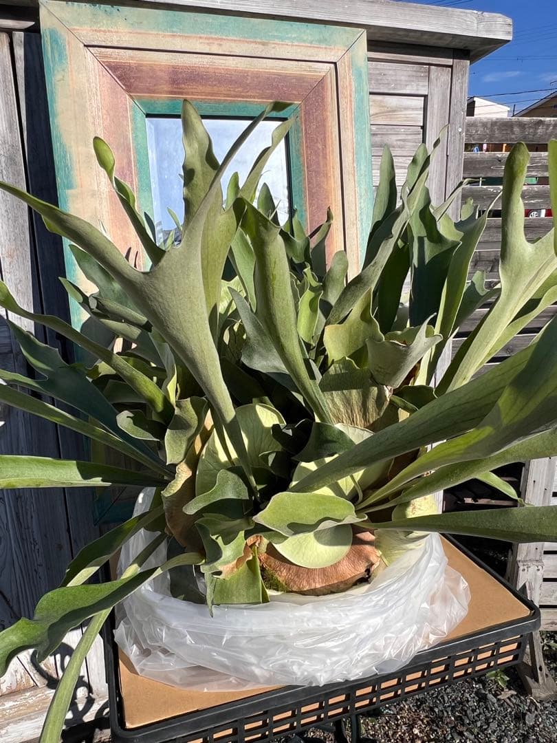 特大size 【ビカクシダ ネザーランド】 現物発送