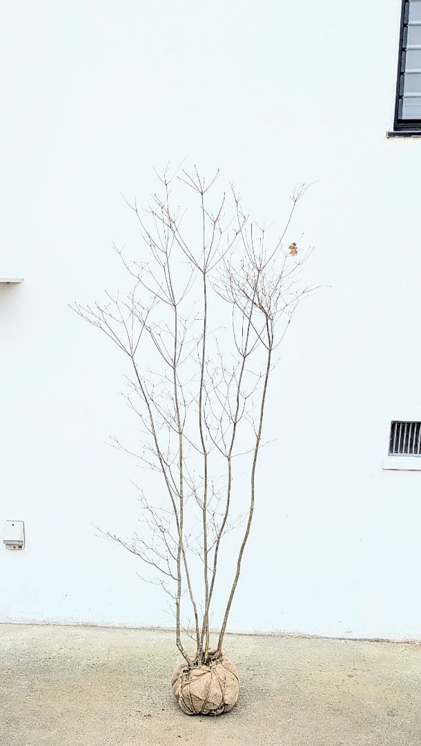 素性良好。山採りドウダンツツジ。