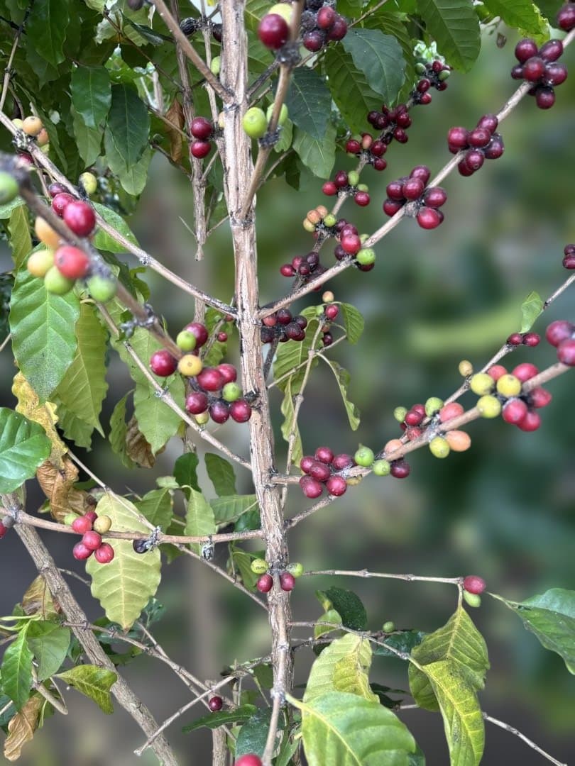 コーヒーの木 約1.7メートル 黒色鉢　10号　実付き