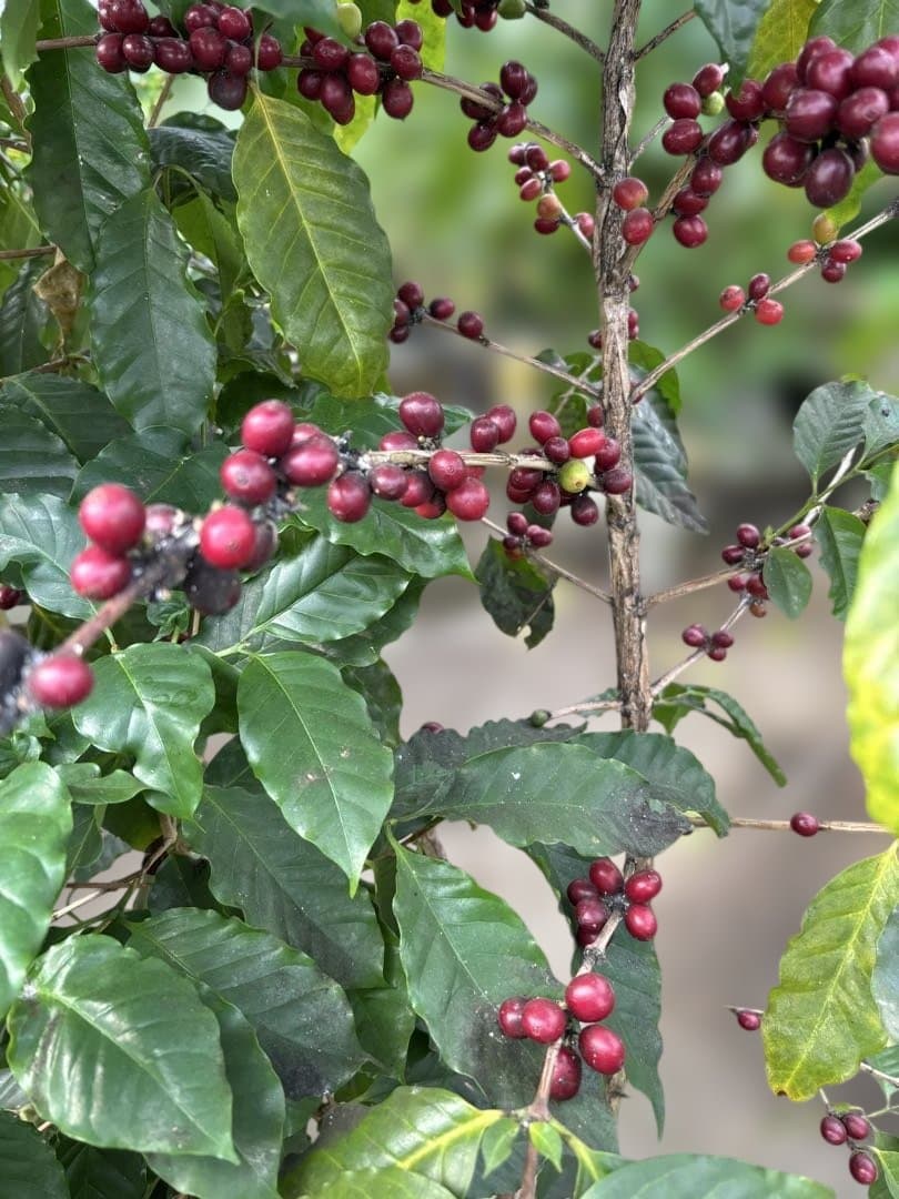 コーヒーの木 約1.7メートル 黒色鉢　10号　実付き
