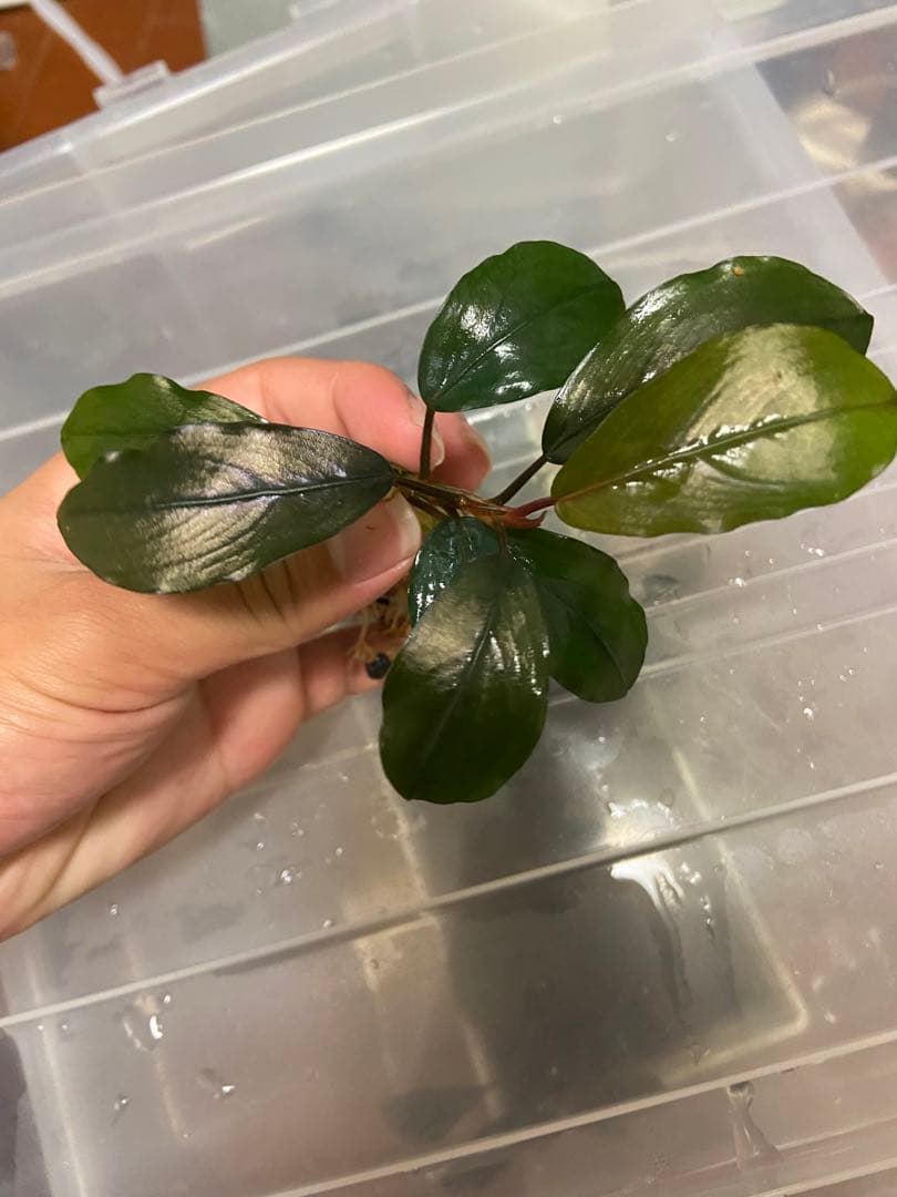 水草 Bucephalandra sp.