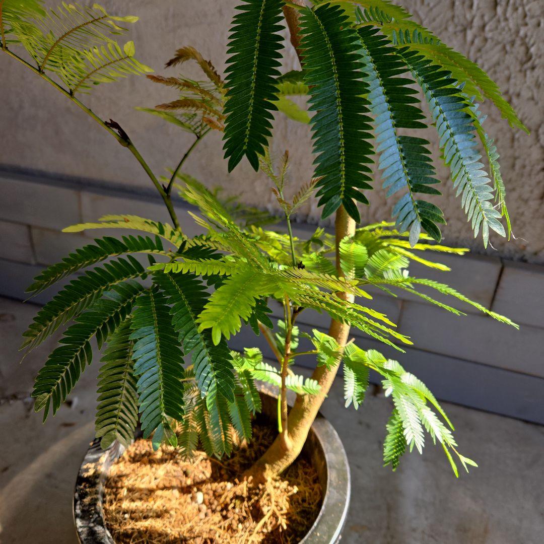 ⑪　エバーフレッシュ曲がり仕立て　8号特大苗木最高等級極上品‼️