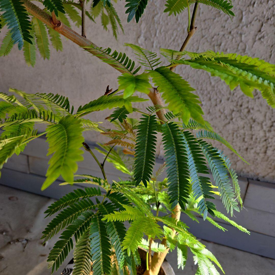 ⑪　エバーフレッシュ曲がり仕立て　8号特大苗木最高等級極上品‼️