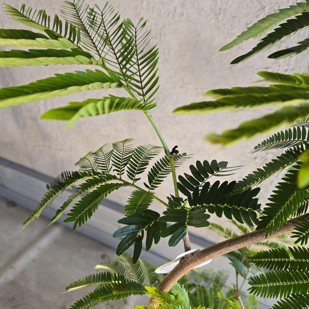 ⑪　エバーフレッシュ曲がり仕立て　8号特大苗木最高等級極上品‼️