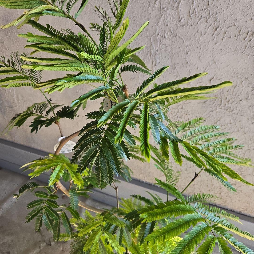 ⑪　エバーフレッシュ曲がり仕立て　8号特大苗木最高等級極上品‼️