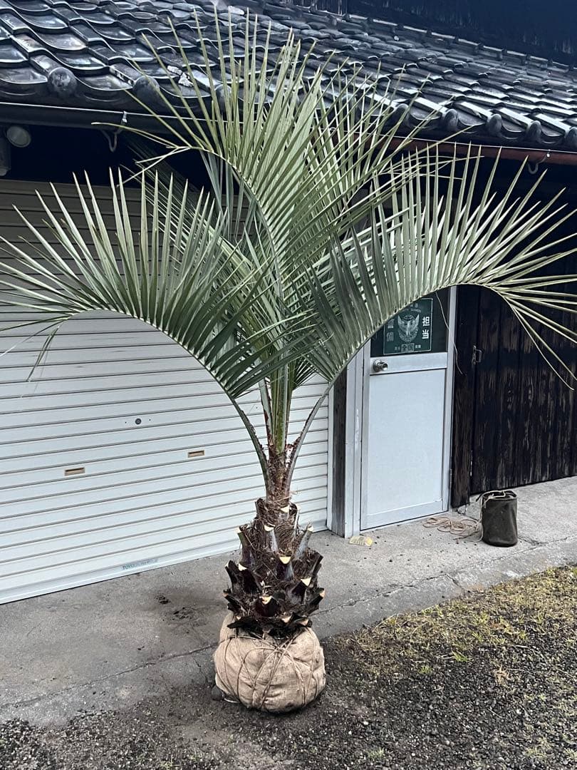 ココスヤシ　幹太極上シルバーリーフ　カルフォルニアスタイル　送料込み価格