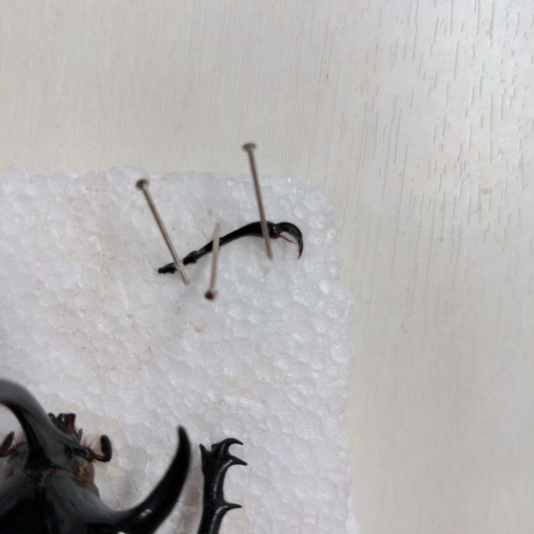 クワガタ、カブト虫標本セット