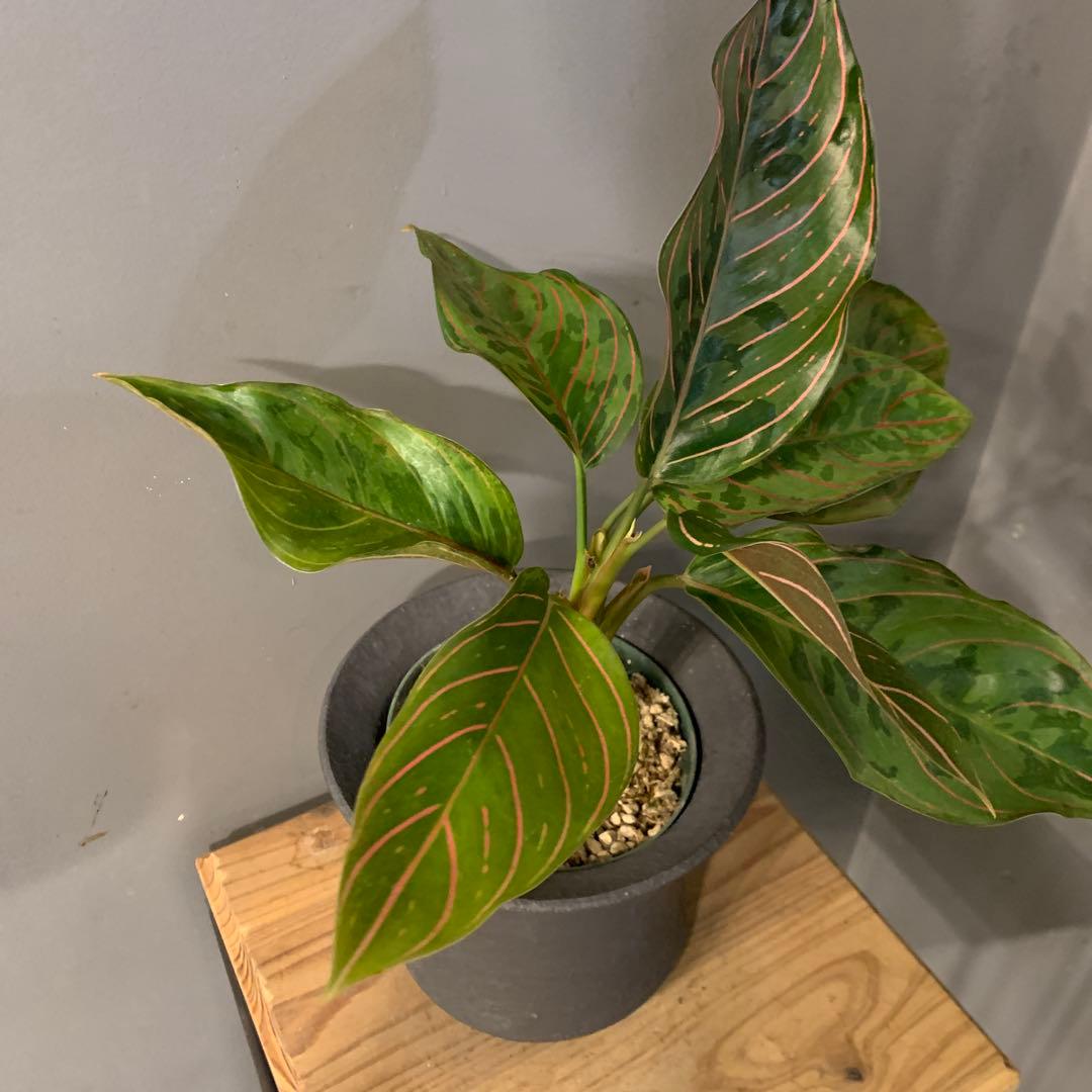 アグラオネマ レッドアーミー 陶器鉢