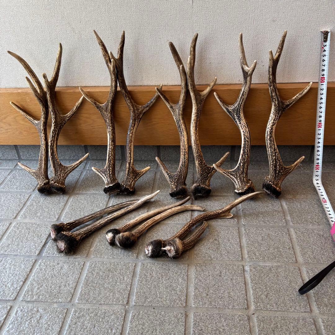 鹿の角　インテリア　ペット用