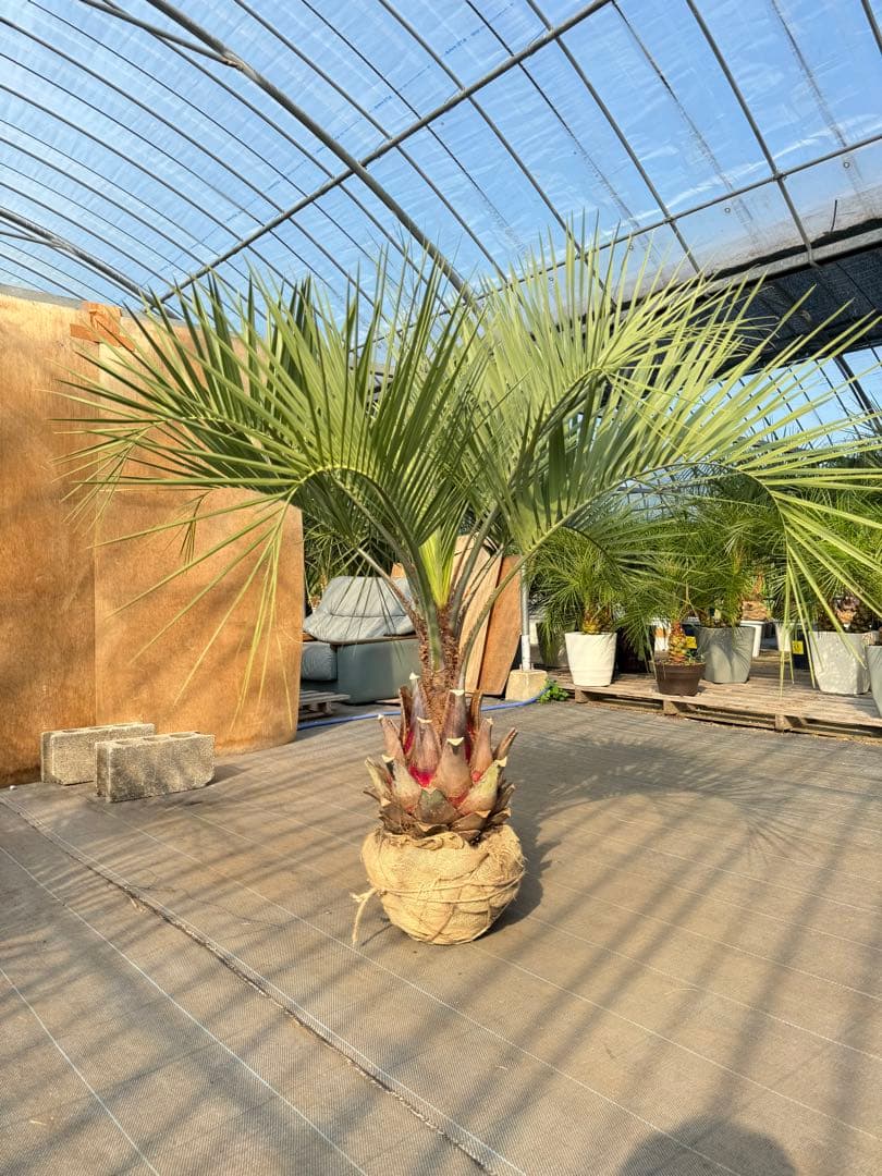 ココスヤシシルバーリーフ【極太】葉先150cm幹回り90cm 幹高40cm