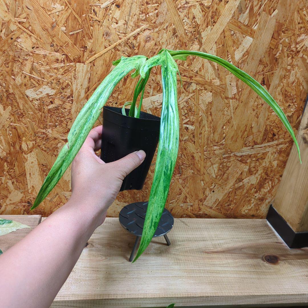 その他観葉植物 Philodendron Holtonianum variegated