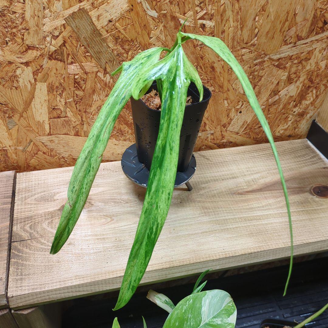その他観葉植物 Philodendron Holtonianum variegated