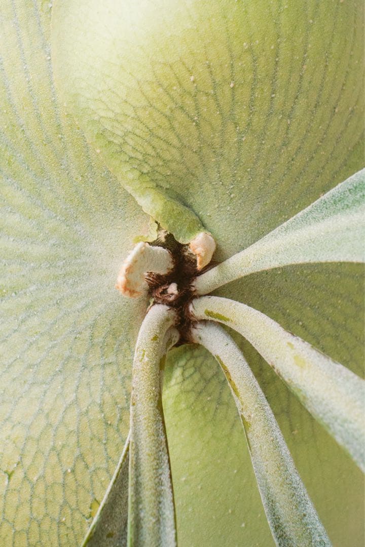 ど*ん様 【親株・子株多数】ビカクシダ　platycerium E-1 白ビフ