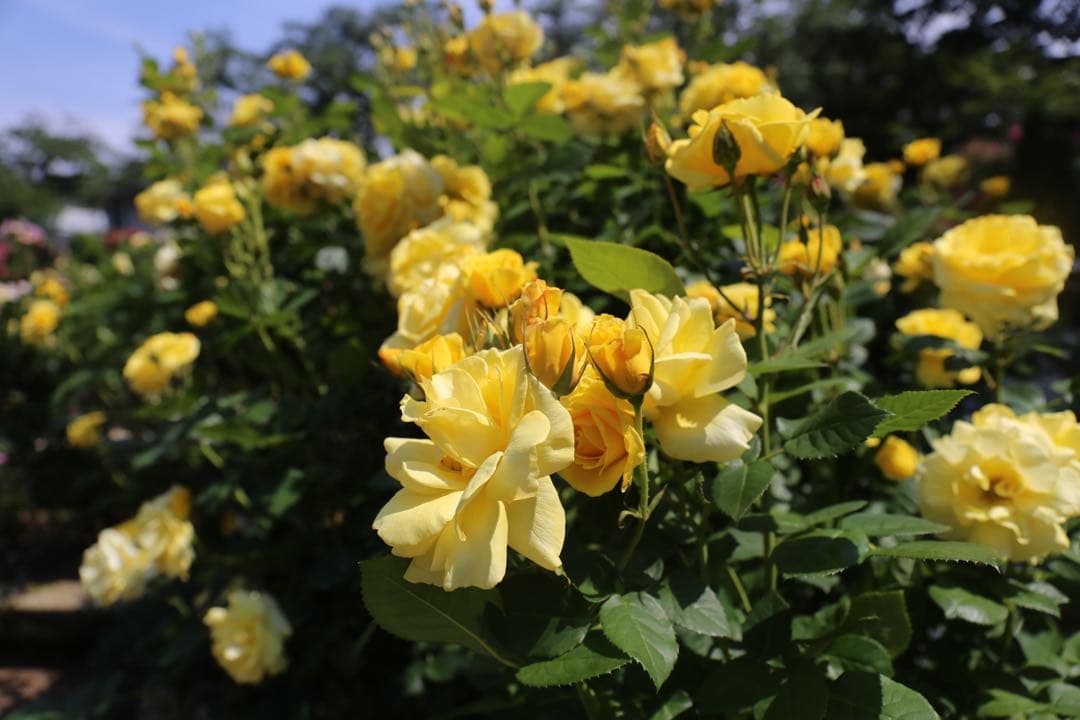 サ*ー様 Canon 24-70mm f/4L IS USM レンズ　中古