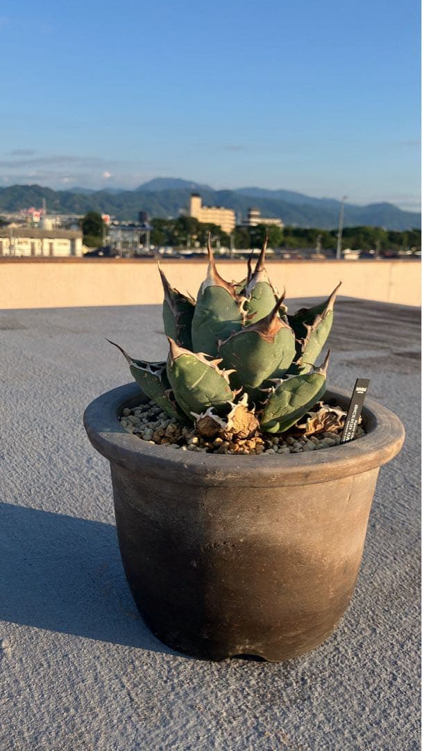 オアハカオテロイ　胴切り天