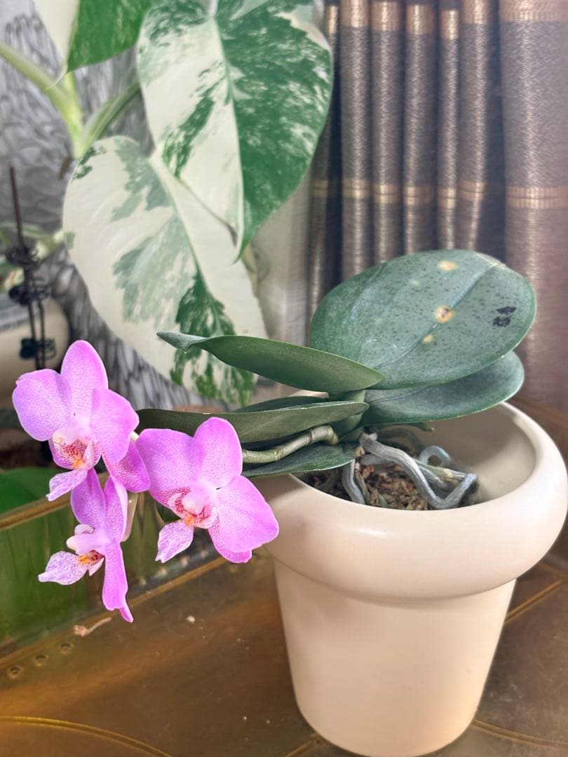 レア！強香原種交配種【ギガンテア × シレリアナ】 シレリアナ戻し 洋ラン 洋蘭