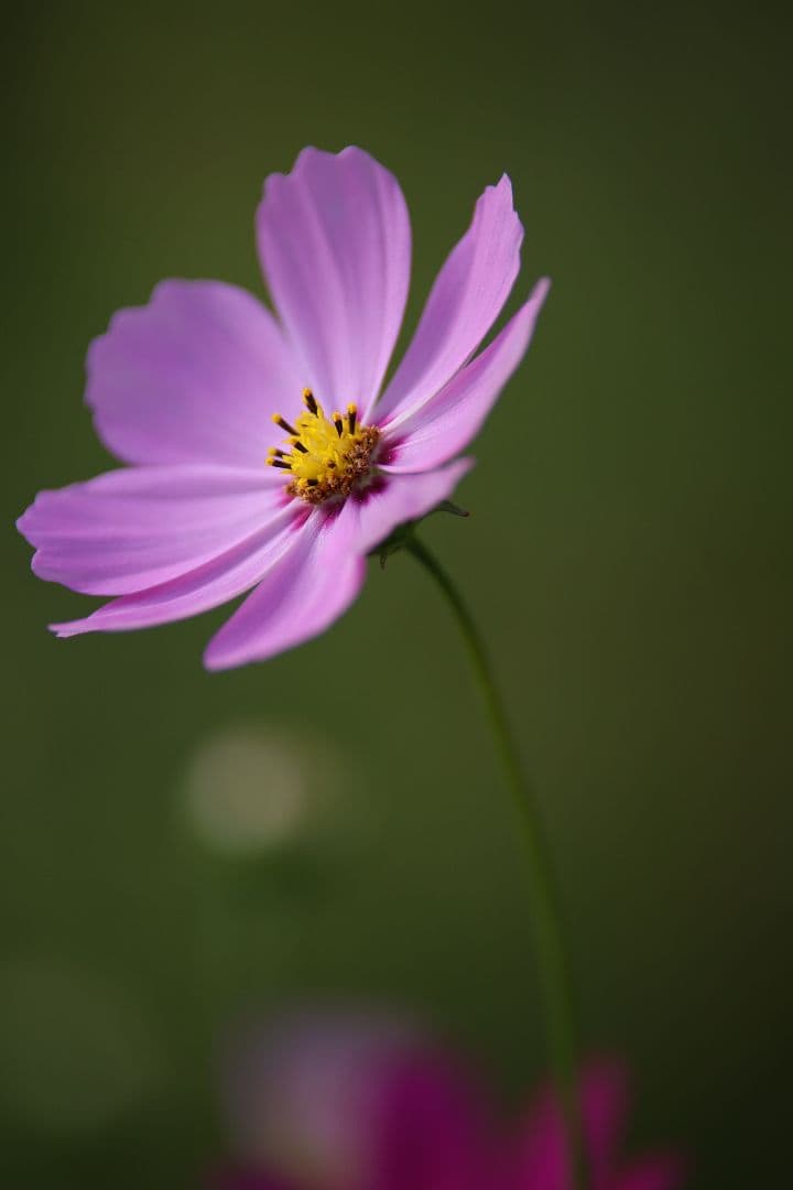 TAMRON 70-210mm F4 【キヤノンEFマウント用】