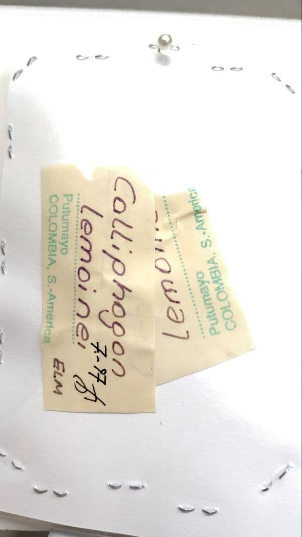 レモネイトゲウスバカミキリCalli- lemoinei ♂♀ 71/51mm