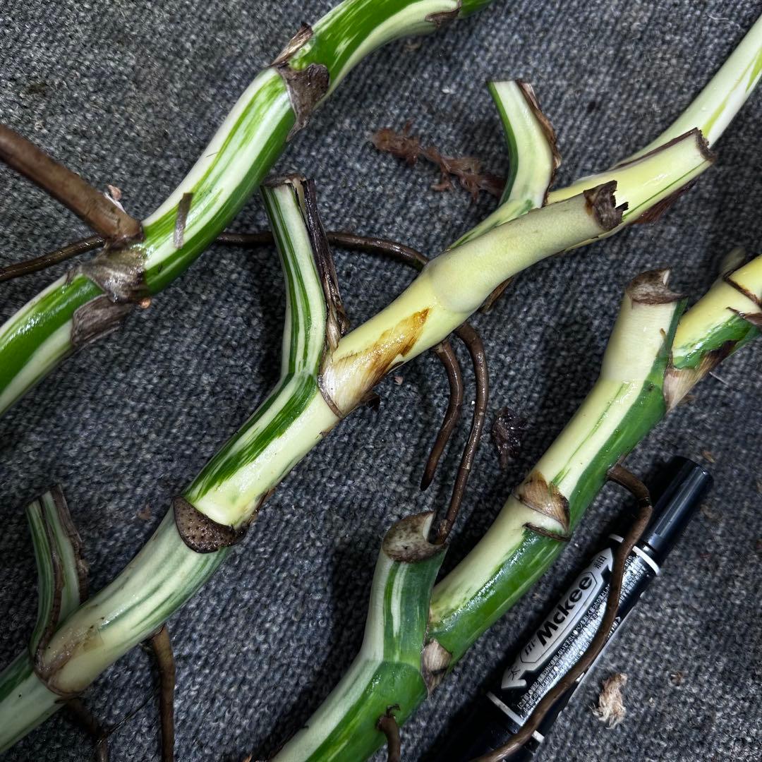 よ*ー様 斑入りモンステラホワイトタイガー茎3株おまとめ