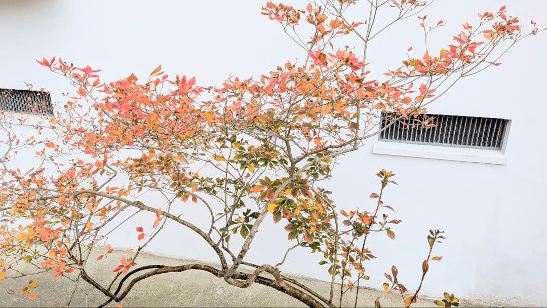 至高。。山採りドウダンツツジ。