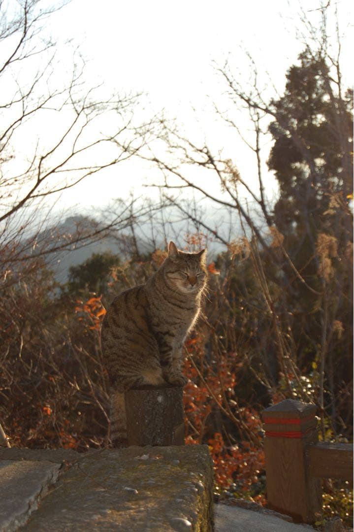s*s様 Nikon D40 レンズキット