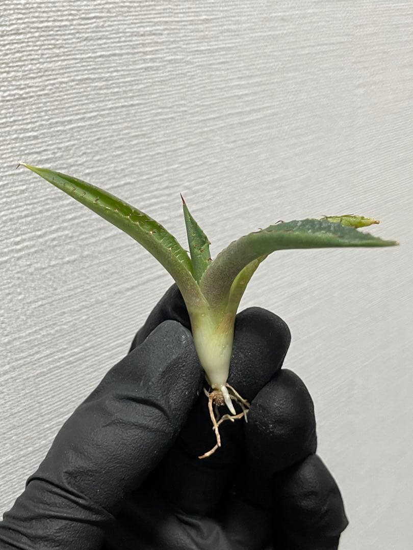 ⑨ ジェレミー産 アガベ カレイドスコープ Agave Kaleidoscope