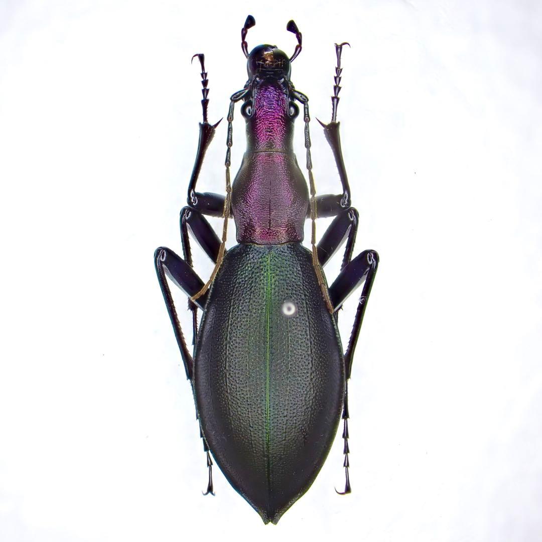 昆虫標本　超美麗個体厳選キタカブリ標本ペアセット　マイマイカブリ東北地方北部亜種