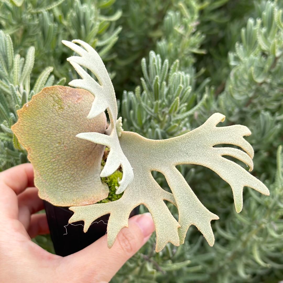 P. willinckii ’Jenny’ TC 2145