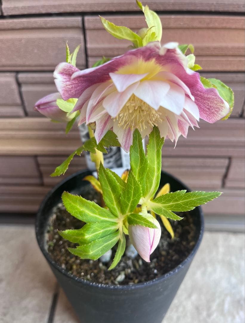 広瀬園芸 クリスマスローズ ピンクグラデーションdd