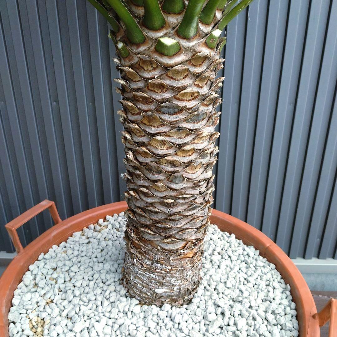 #19 ユッカフィリフェラ（Yucca Filifera） 発根済 美株