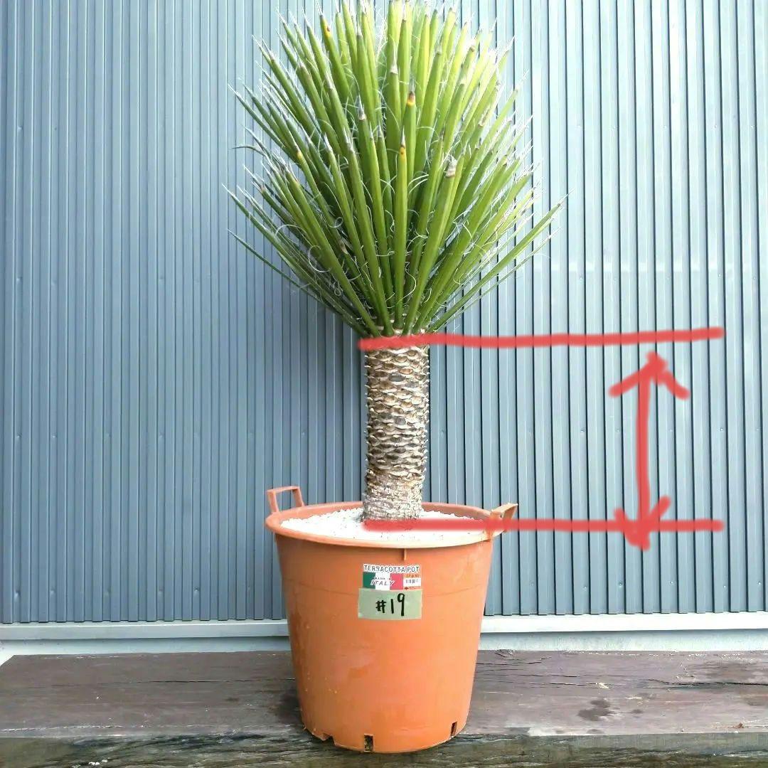 #19 ユッカフィリフェラ（Yucca Filifera） 発根済 美株