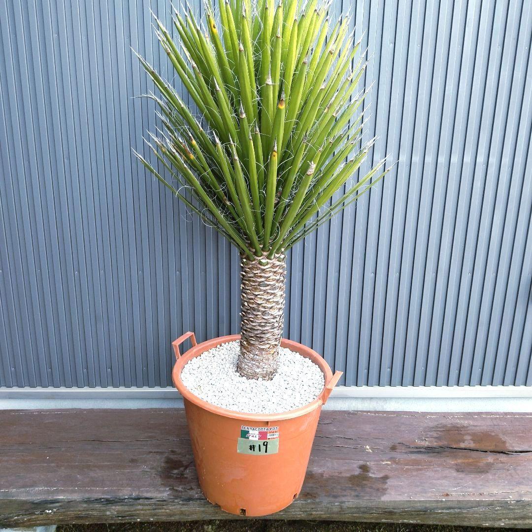#19 ユッカフィリフェラ（Yucca Filifera） 発根済 美株