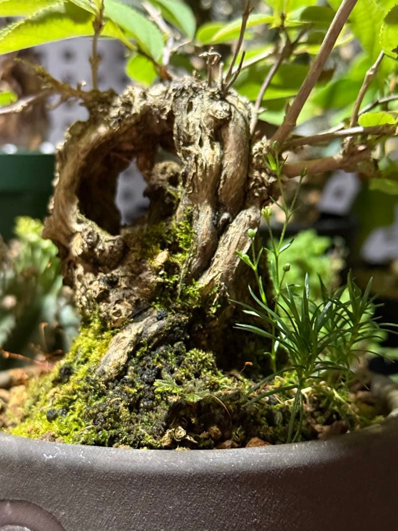 空木(ウツギ) 盆栽　QUTOTEN鉢