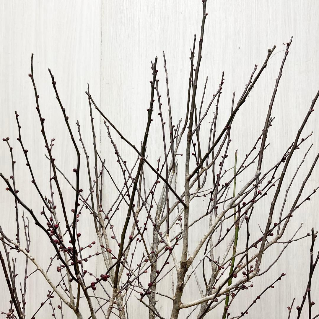 鹿児島紅梅　　梅　/ 37