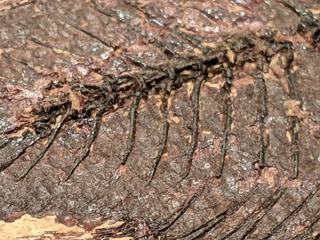 化石魚プリスカカラ　壁掛額入り