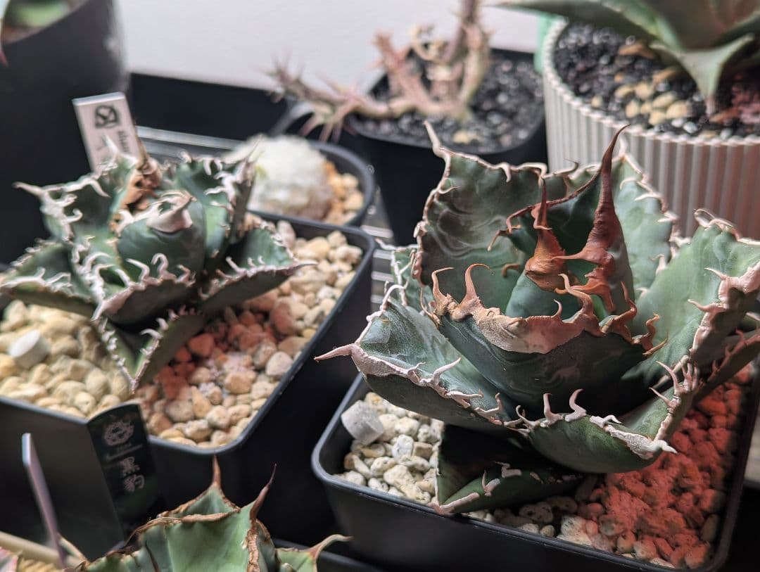 チタノタ「悪魔くん」強烈うねうね 発根活着済 鉢・タグごと発送