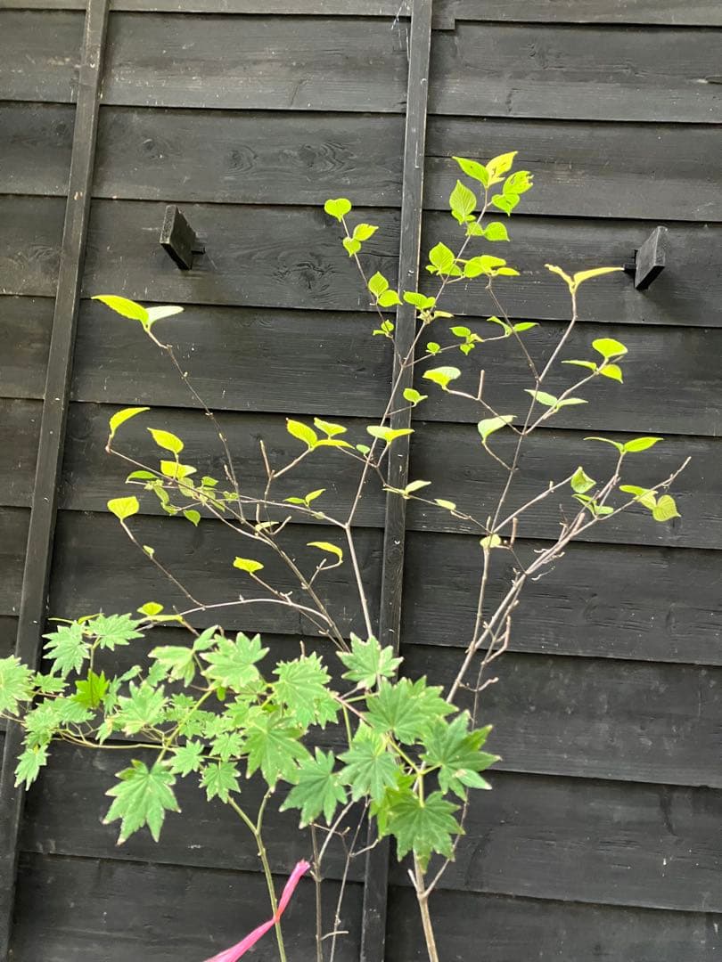 2 山採り　コハウチワカエデ ミヤマガマズミ　混合株