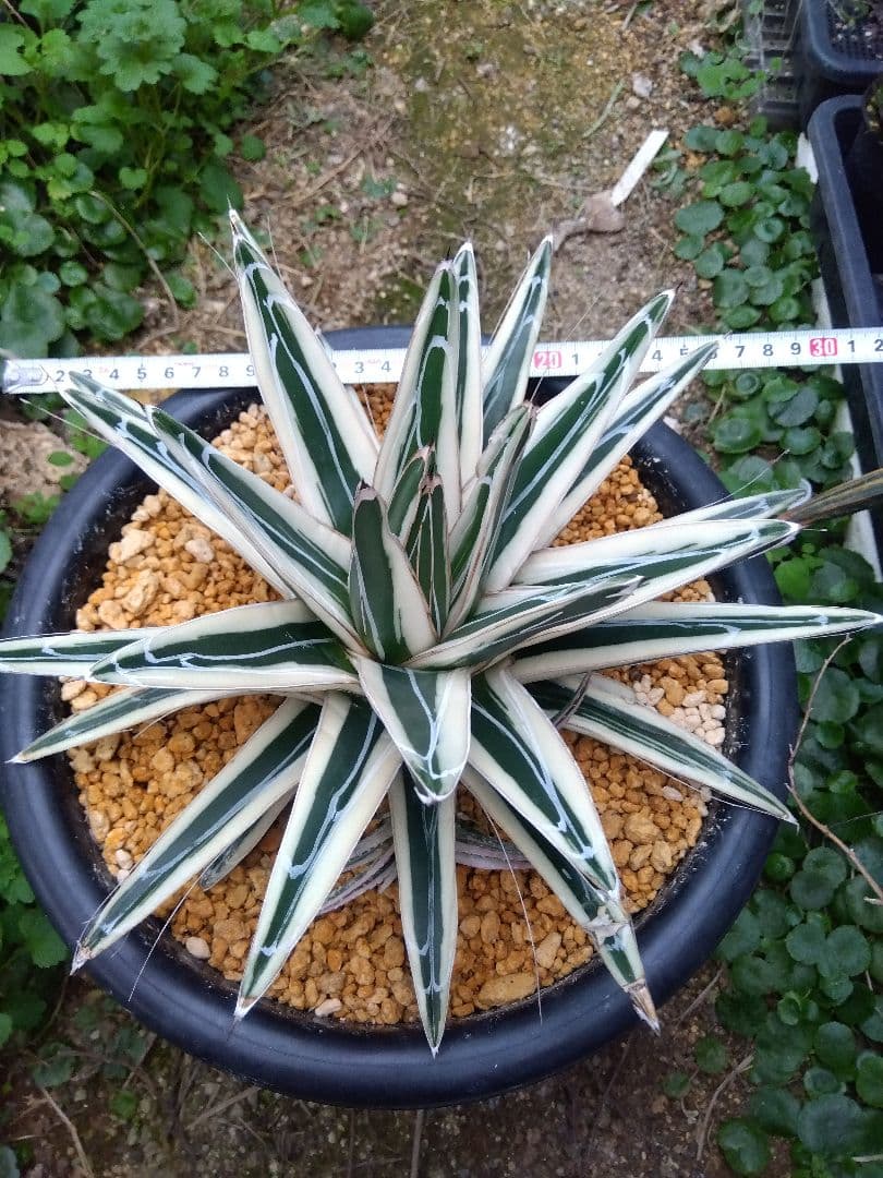 アガベ　氷山　特大28センチ❗子株3株つき❗　①