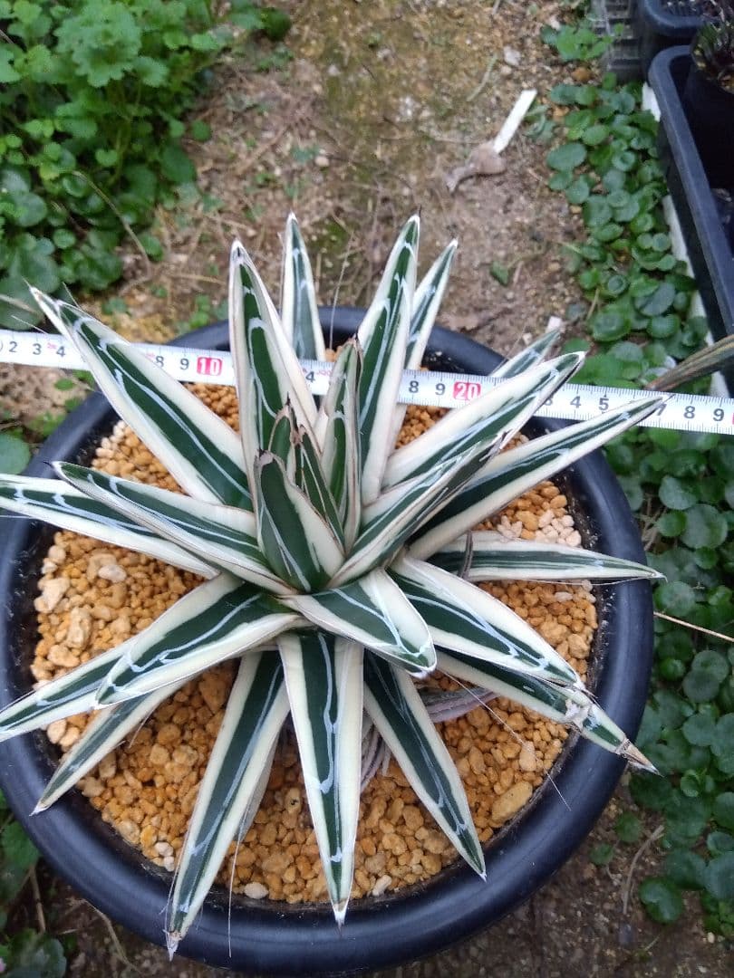 アガベ　氷山　特大28センチ❗子株3株つき❗　①