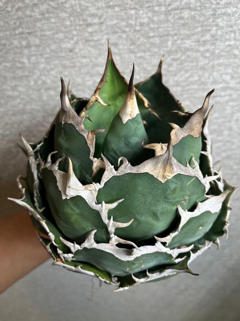 【コレクション株】ノーネーム　ボールタイプ　アガベ