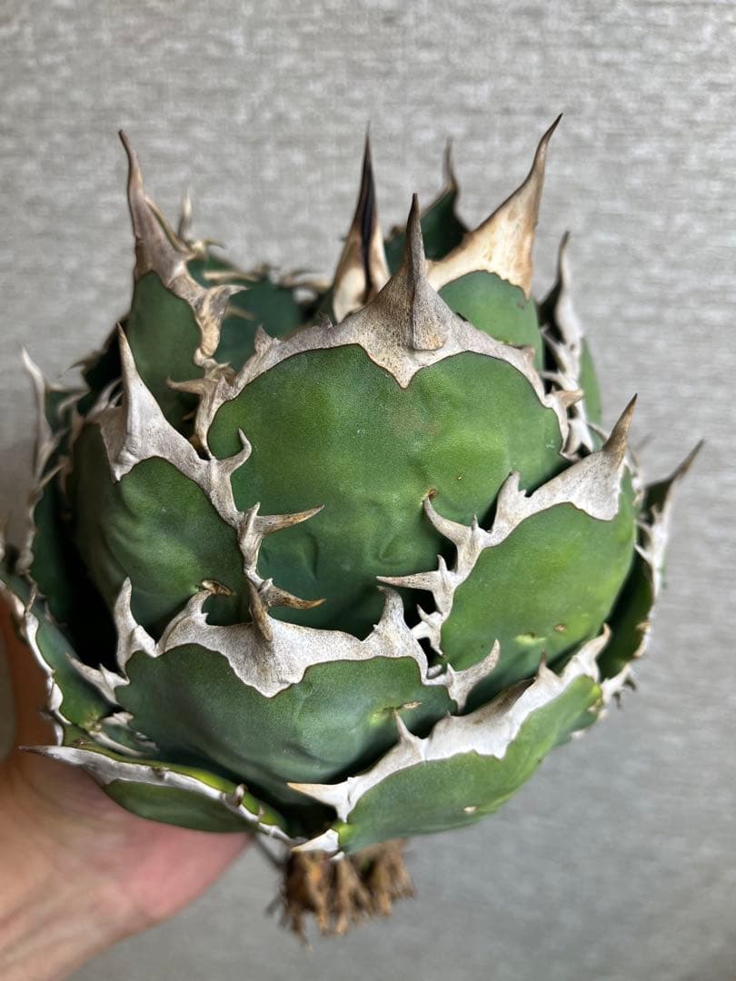 【コレクション株】ノーネーム　ボールタイプ　アガベ