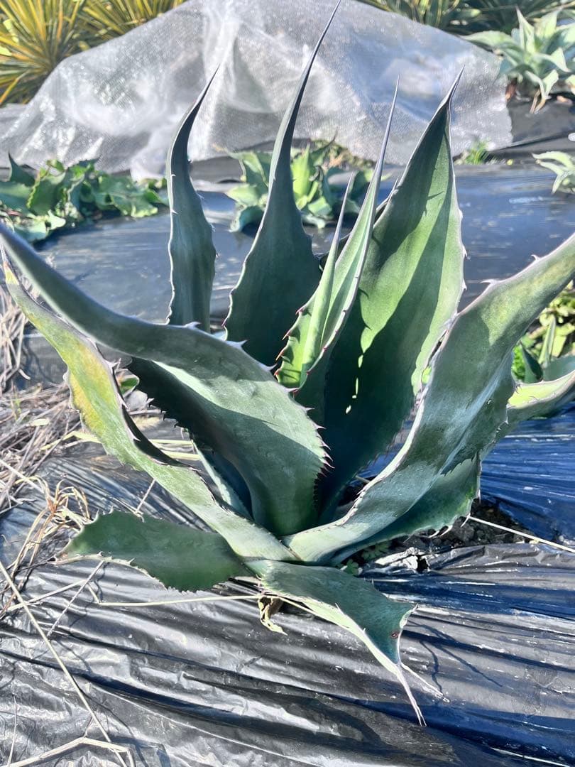 【‼︎大株‼︎】アガベ　ミラビリス