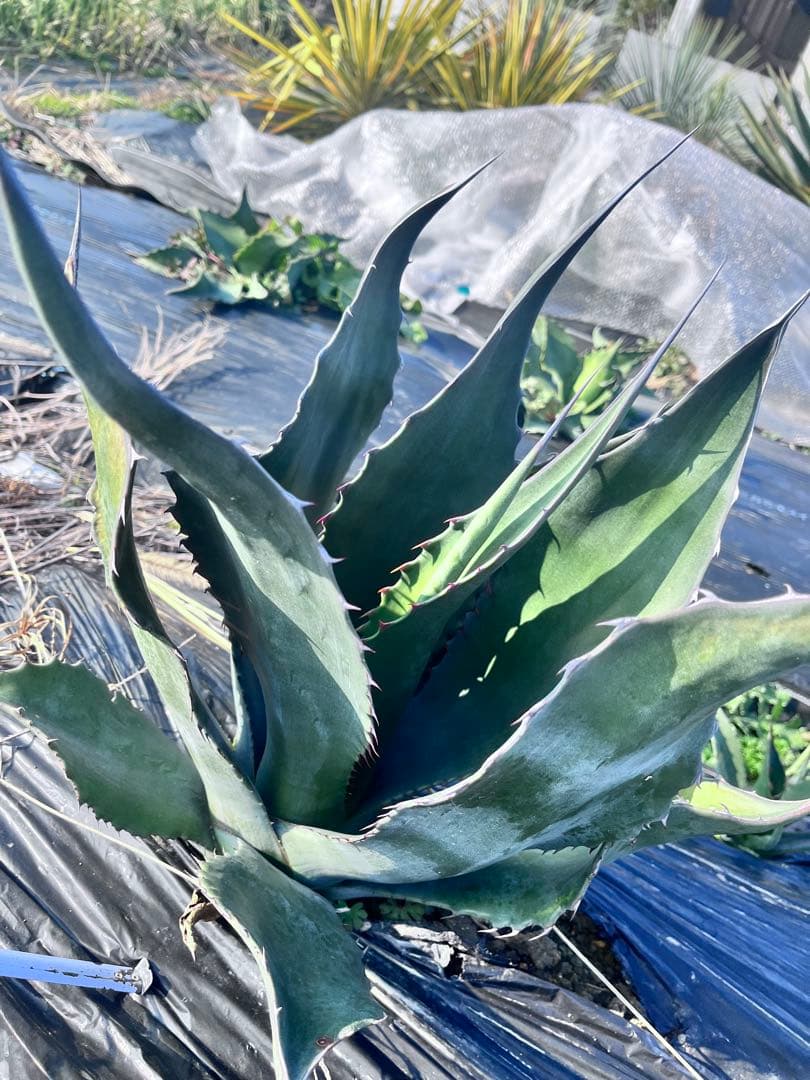【‼︎大株‼︎】アガベ　ミラビリス