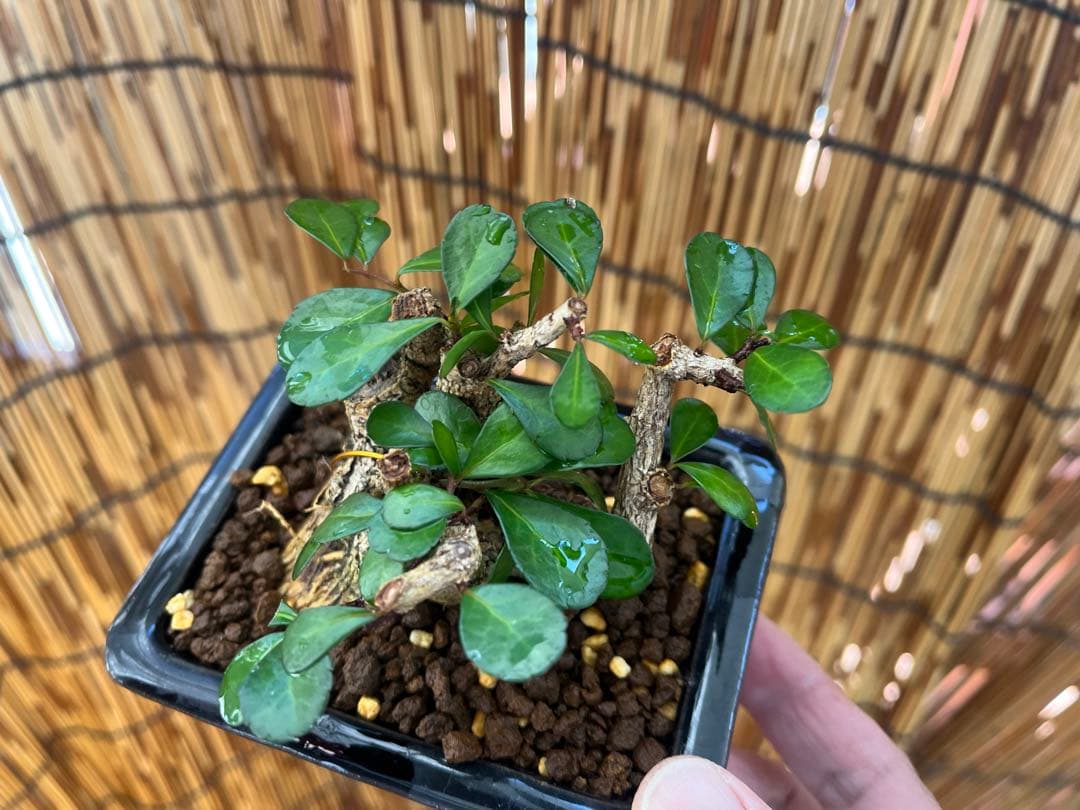 ✨✨✨オキナワハリツリマサキ【◎良品素材】検/ハート実♪happyセール♪