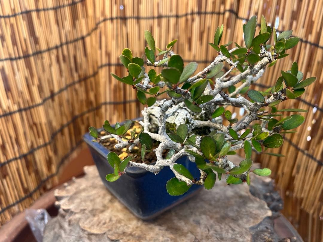 ✨✨✨オキナワハリツリマサキ【◎良品素材】検/ハート実♪happyセール♪