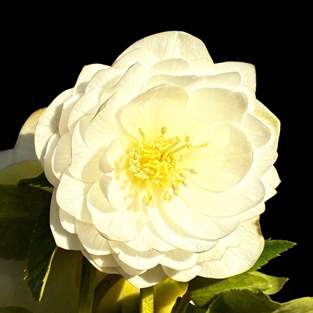 u*0様 3503☘️蕾花付☘️極上☘️強香￼⭐️かぐや姫⭐️￼フレグランス⭐️