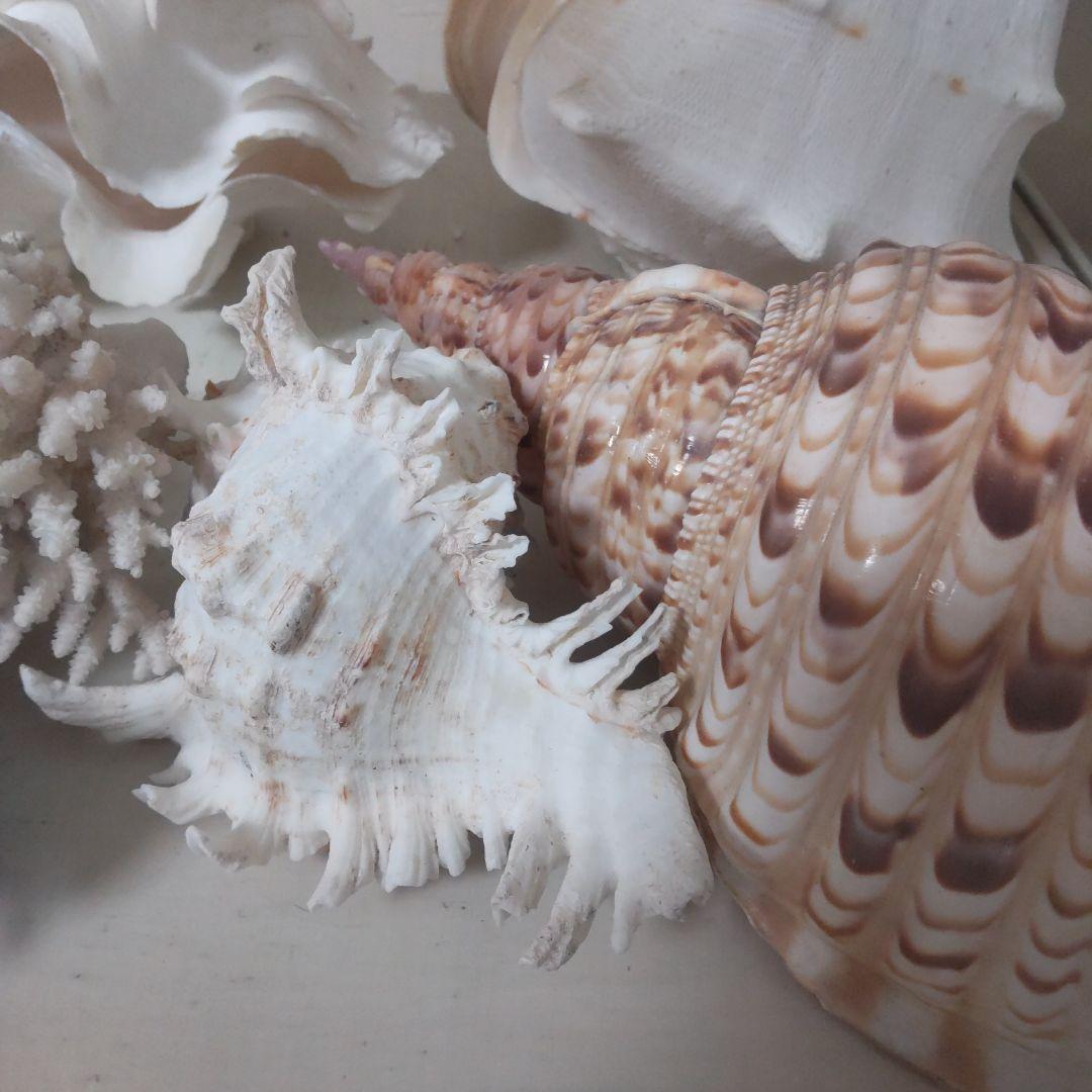 ほら貝 ピンクガイ サンゴセット